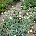 Argemone mexicana (2)